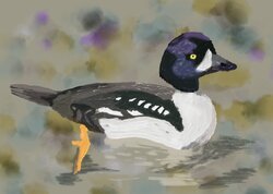 Barrow's goldeneye